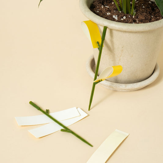 Korean Fruit Fly Sticky Traps Plants Yellow Sticky Bug Traps