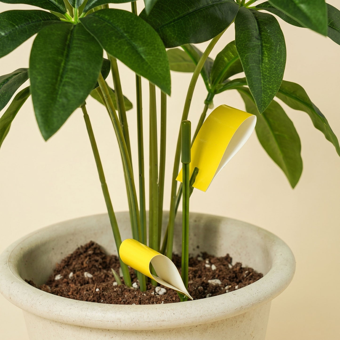 Korean Fruit Fly Sticky Traps Plants Yellow Sticky Bug Traps
